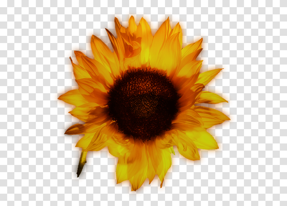 Sunflower, Plant, Blossom, Daisy, Daisies Transparent Png