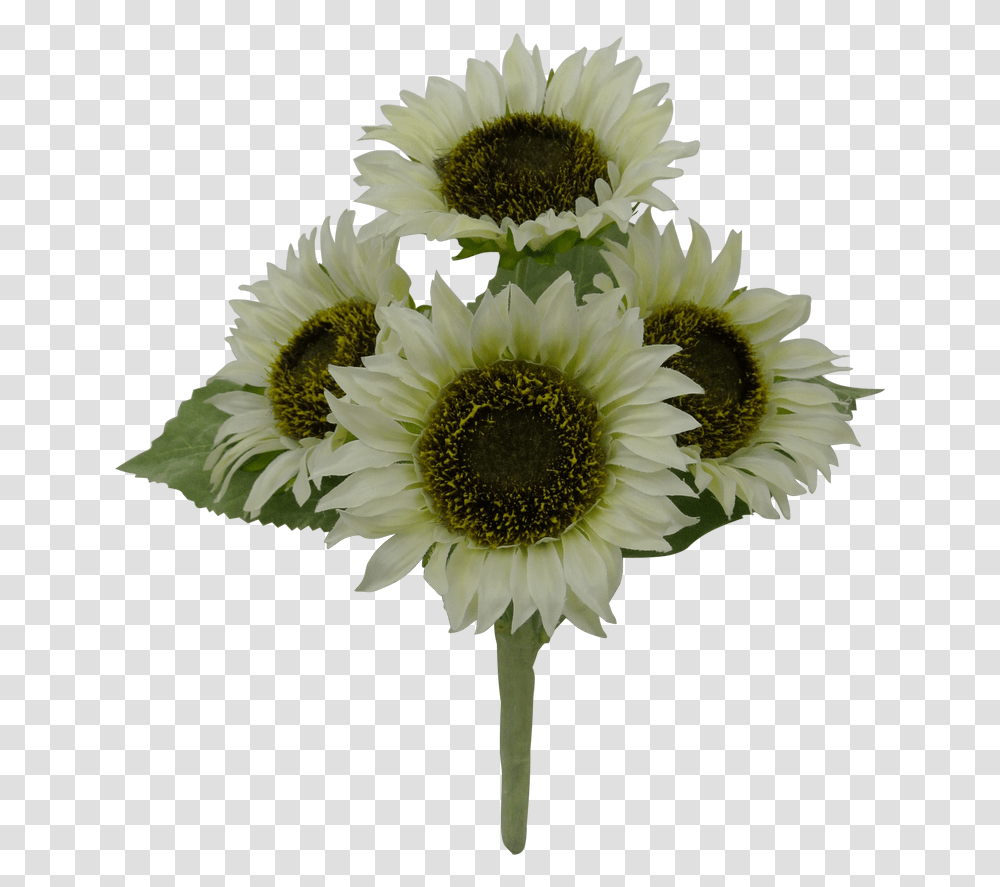 Sunflower, Plant, Blossom, Daisy, Daisies Transparent Png