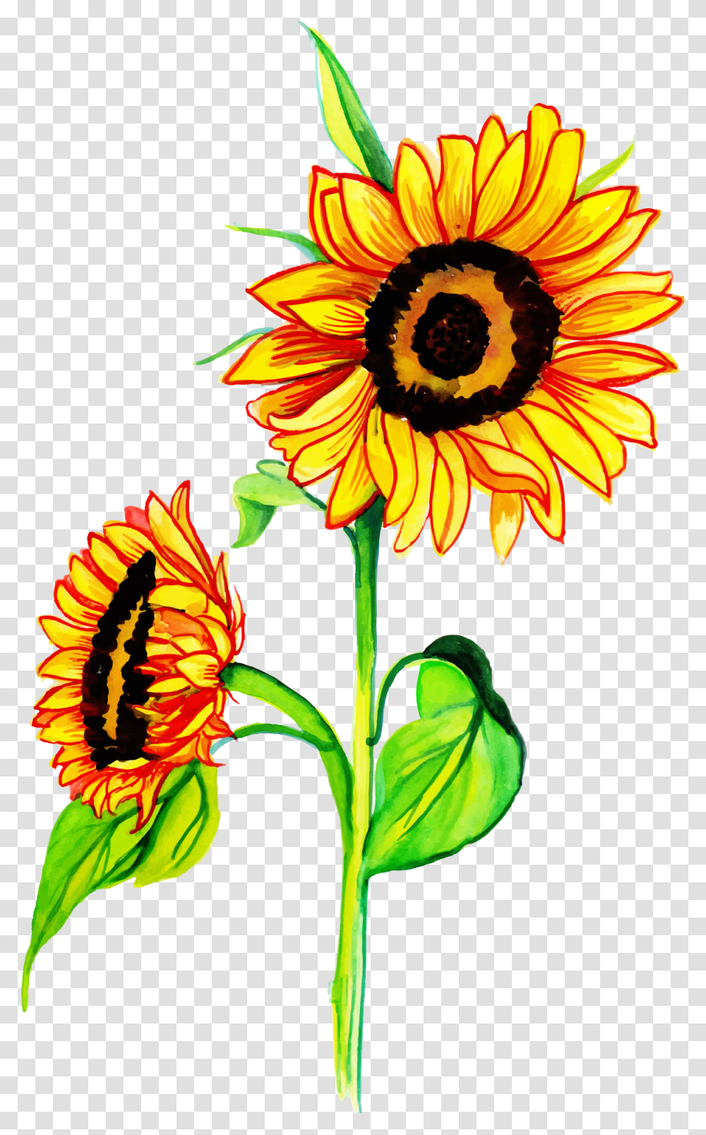 Sunflower, Plant, Blossom, Daisy, Daisies Transparent Png