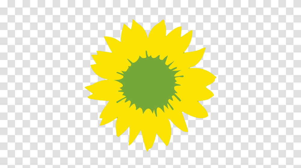 Sunflower, Plant, Blossom, Daisy, Daisies Transparent Png