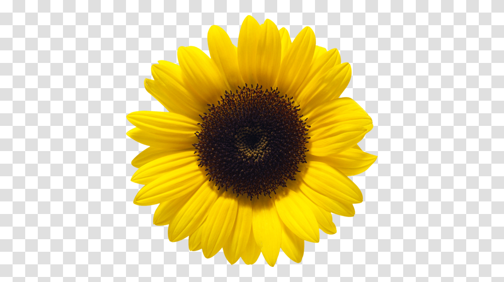 Sunflower, Plant, Blossom, Daisy, Daisies Transparent Png