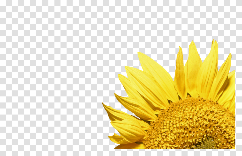 Sunflower, Plant, Blossom, Daisy, Daisies Transparent Png