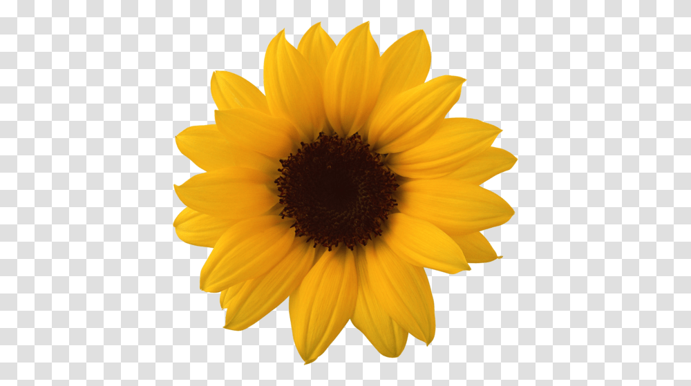 Sunflower, Plant, Blossom, Daisy, Daisies Transparent Png