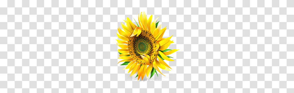 Sunflower, Plant, Blossom, Daisy, Daisies Transparent Png