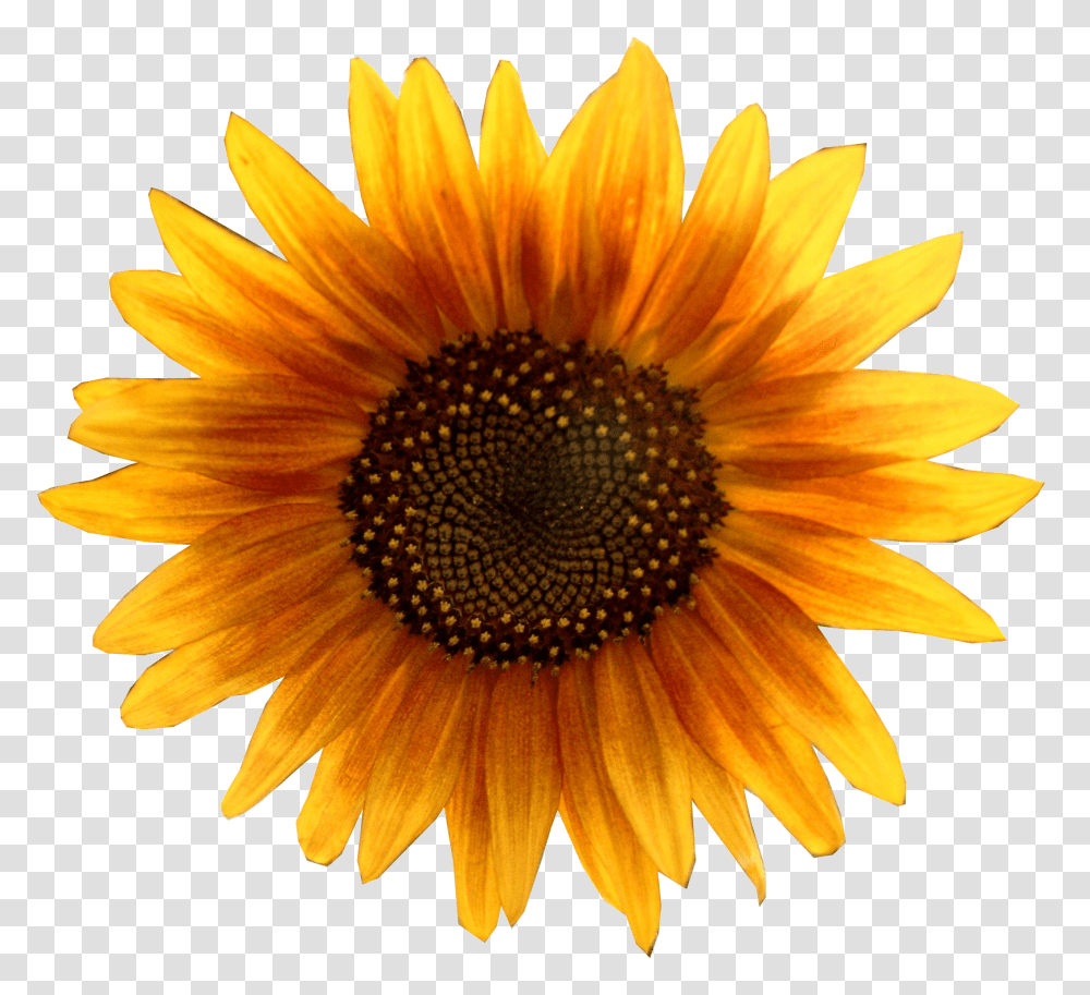 Sunflower, Plant, Blossom, Daisy, Daisies Transparent Png