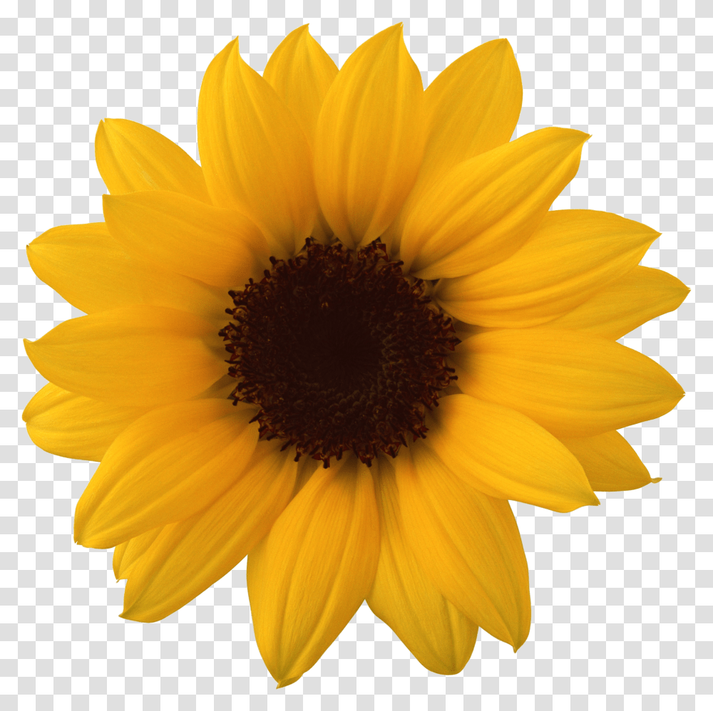 Sunflower, Plant, Blossom, Daisy, Daisies Transparent Png