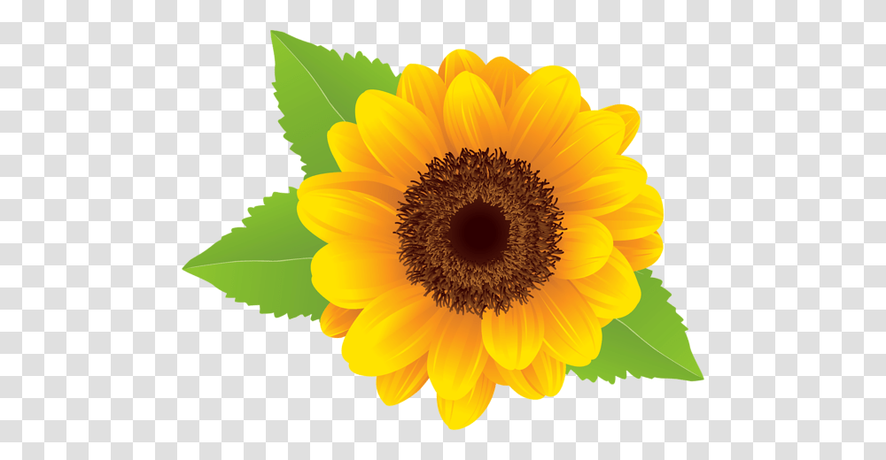 Sunflower, Plant, Blossom, Daisy, Daisies Transparent Png