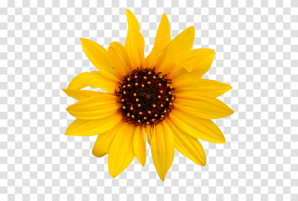 Sunflower, Plant, Blossom, Daisy, Daisies Transparent Png