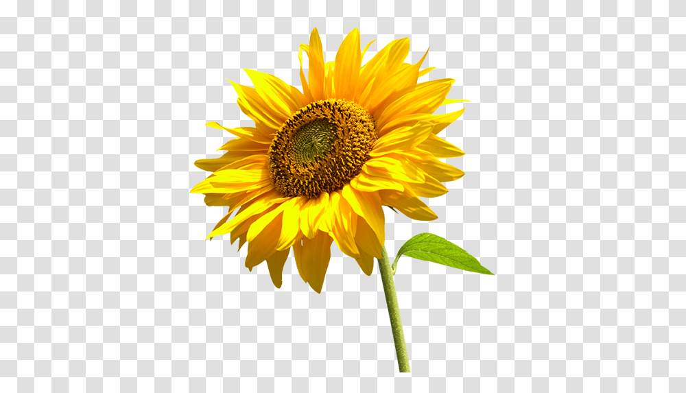 Sunflower, Plant, Blossom, Daisy, Daisies Transparent Png