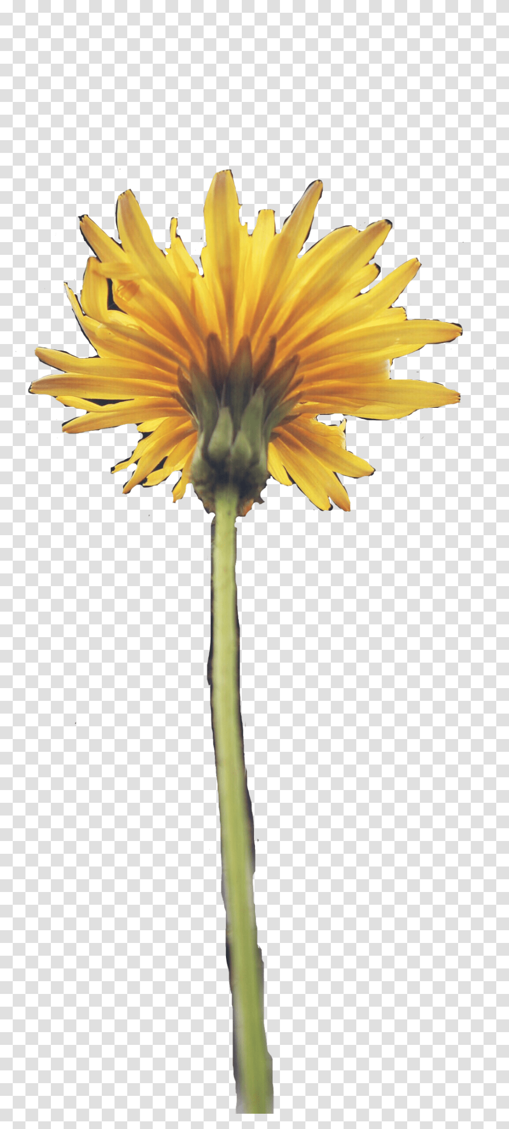 Sunflower, Plant, Blossom, Daisy, Daisies Transparent Png