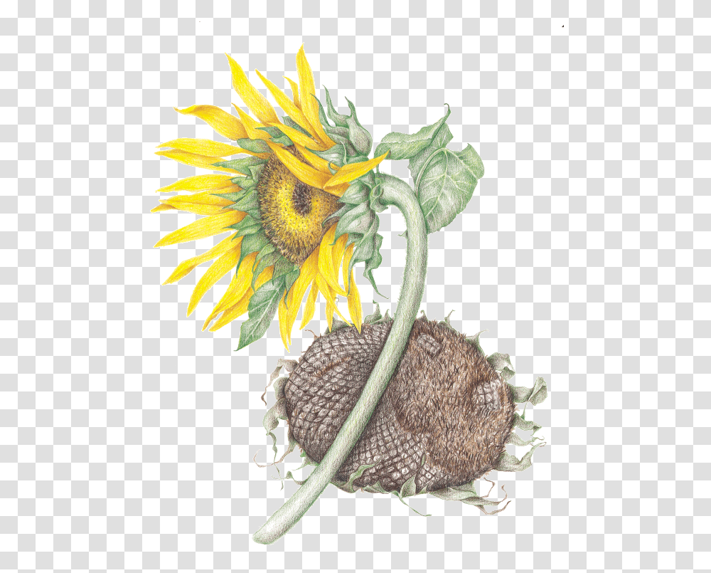 Sunflower, Plant, Blossom, Drawing Transparent Png