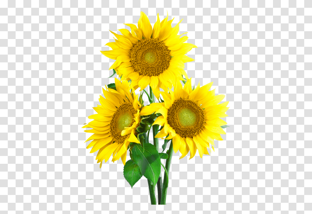 Sunflower, Plant, Blossom, Flower Arrangement Transparent Png