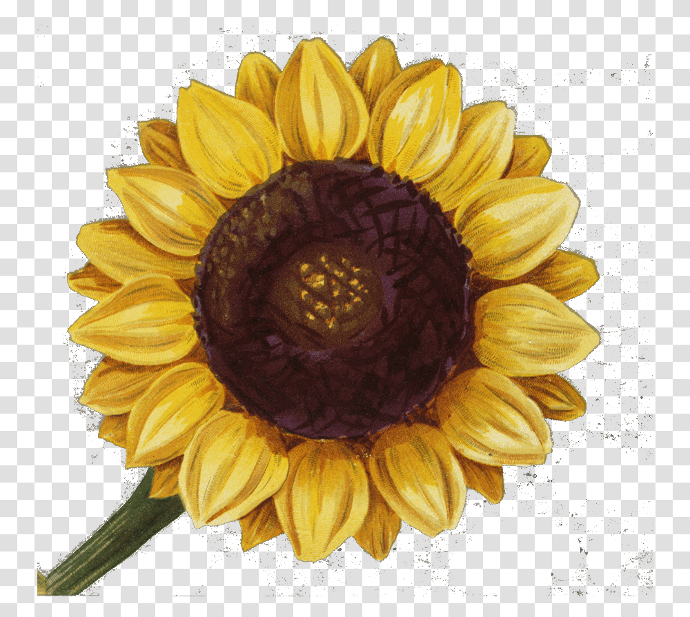Sunflower, Plant, Blossom, Fungus, Dahlia Transparent Png