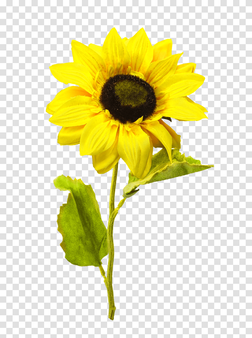 Sunflower, Plant, Blossom, Honey Bee, Insect Transparent Png