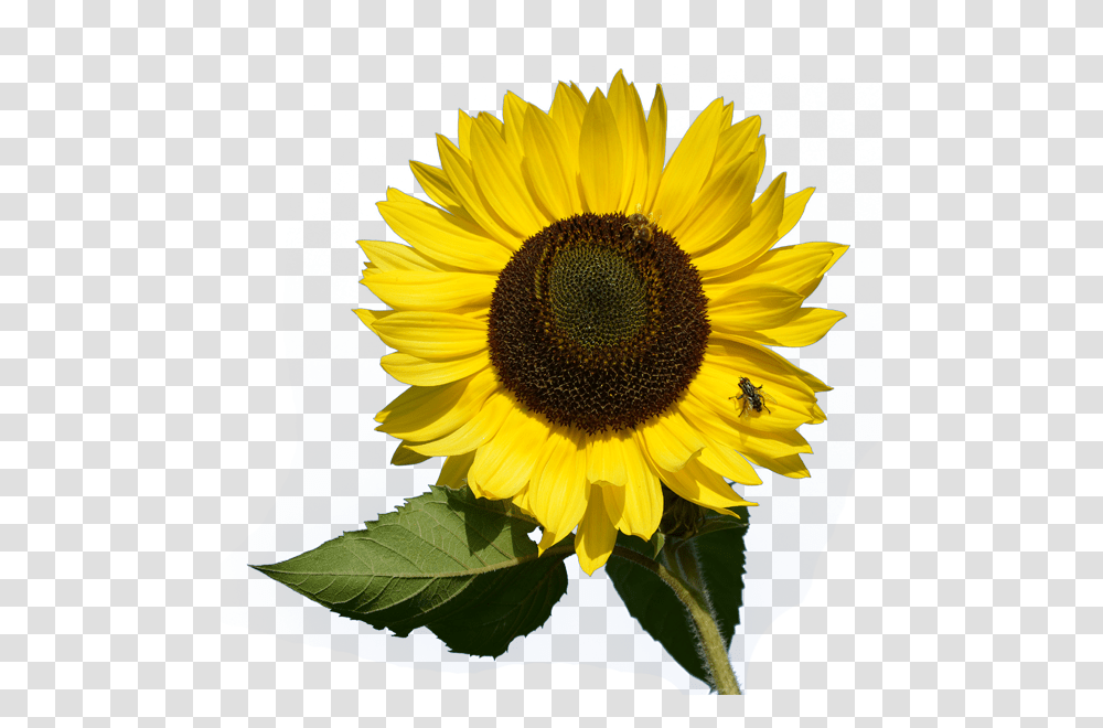 Sunflower, Plant, Blossom, Honey Bee, Insect Transparent Png