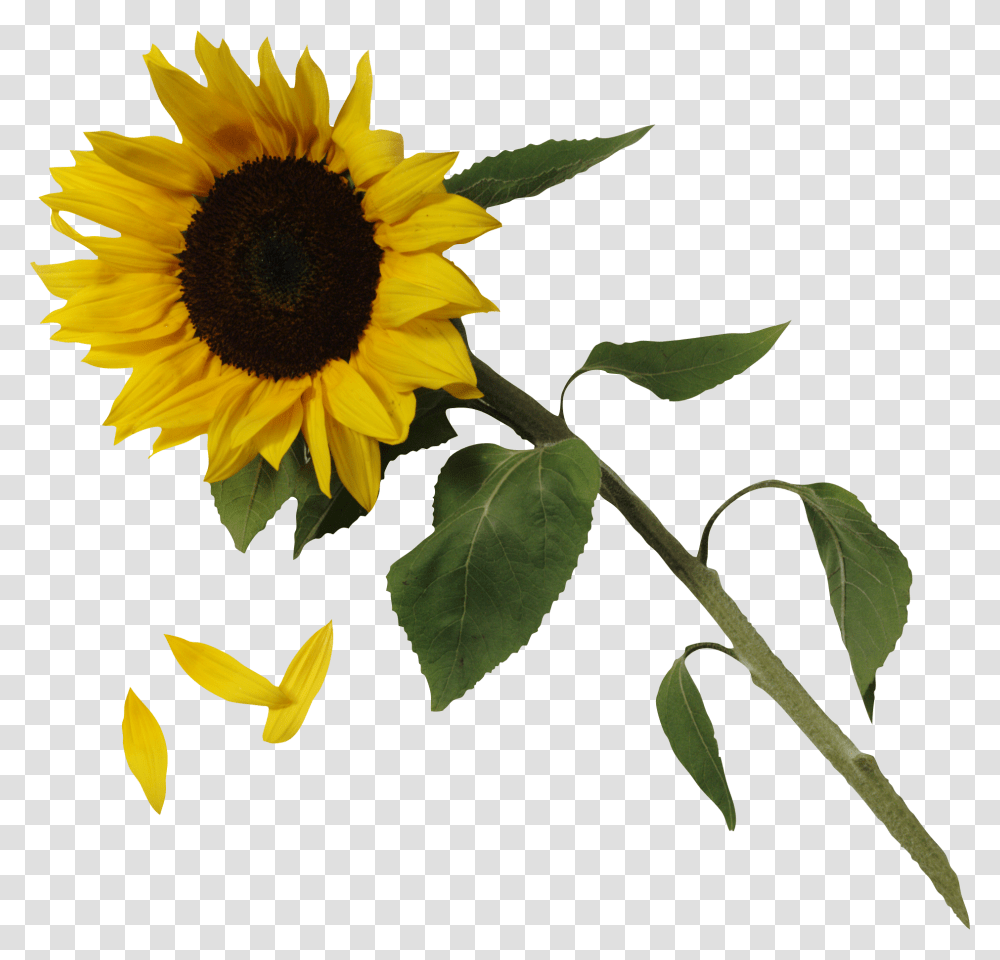 Sunflower, Plant, Blossom, Leaf Transparent Png