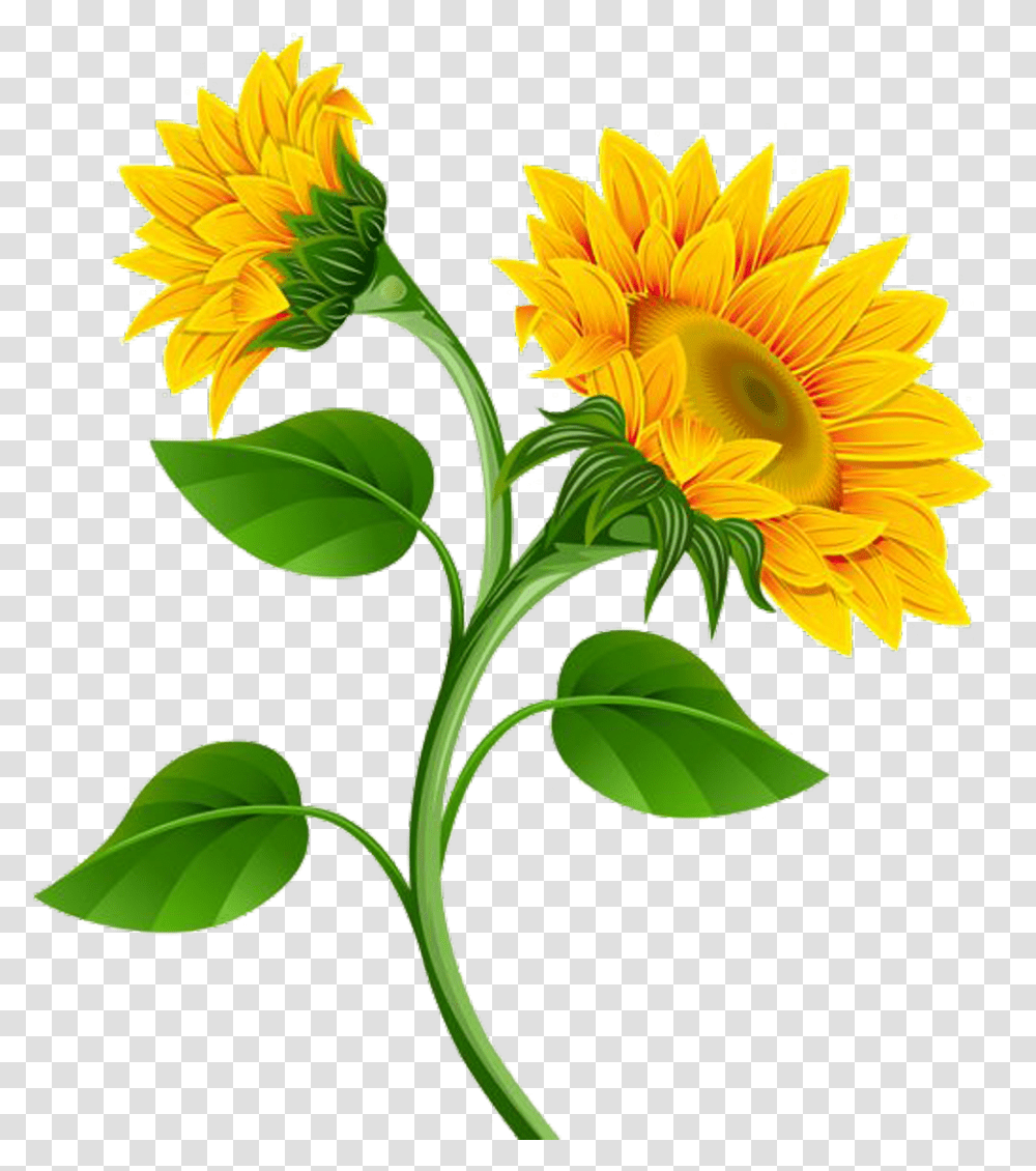 Sunflower, Plant, Blossom, Petal, Daisy Transparent Png