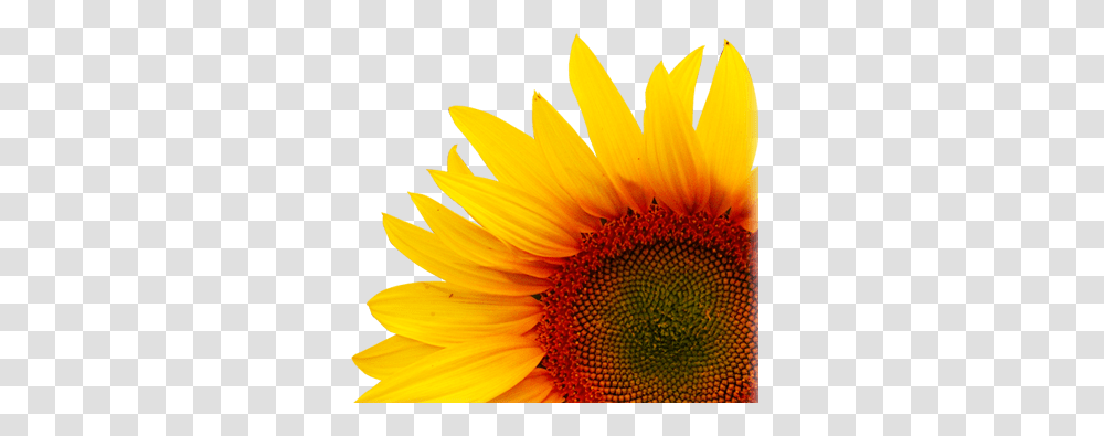 Sunflower, Plant, Blossom, Petal, Daisy Transparent Png