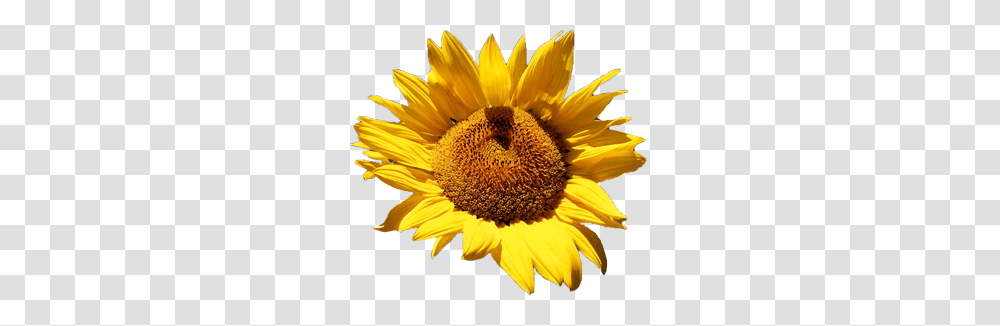 Sunflower, Plant, Blossom, Petal, Daisy Transparent Png