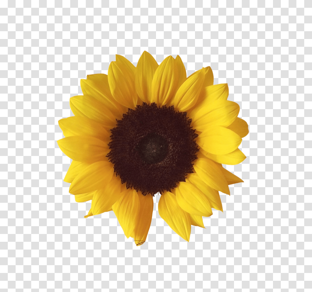 Sunflower, Plant, Blossom, Petal, Daisy Transparent Png