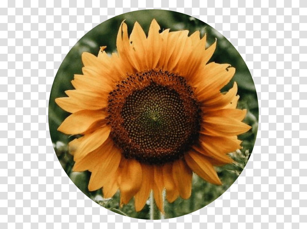 Sunflower, Plant, Blossom, Petal, Fungus Transparent Png