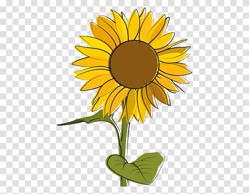Sunflower, Plant, Blossom, Petal Transparent Png