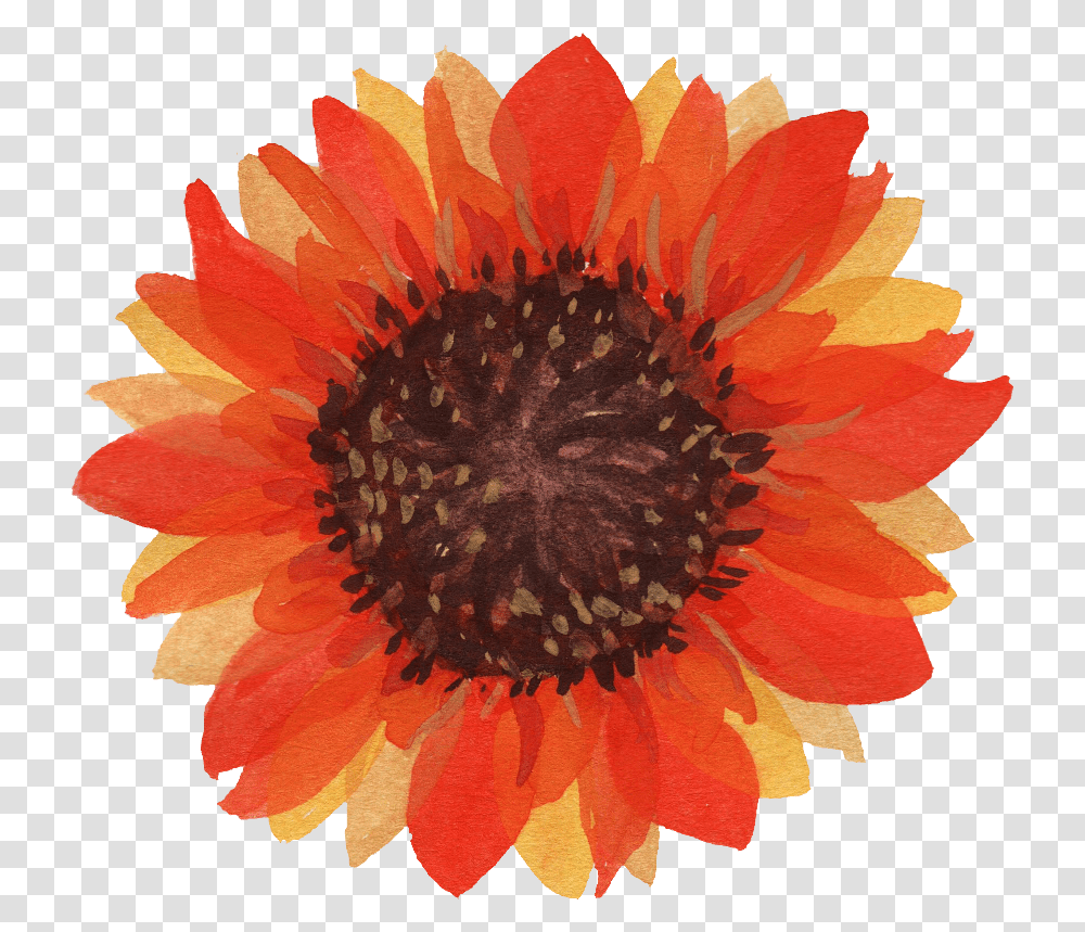 Sunflower, Plant, Blossom, Petal, Treasure Flower Transparent Png