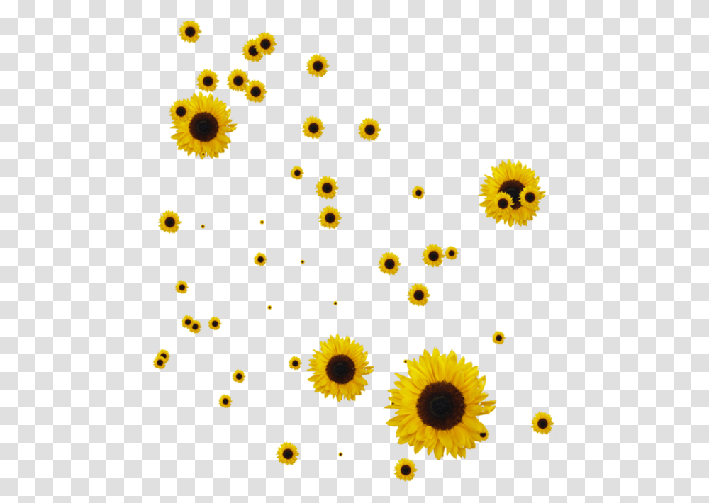 Sunflower, Plant, Blossom, Rug, Daisy Transparent Png