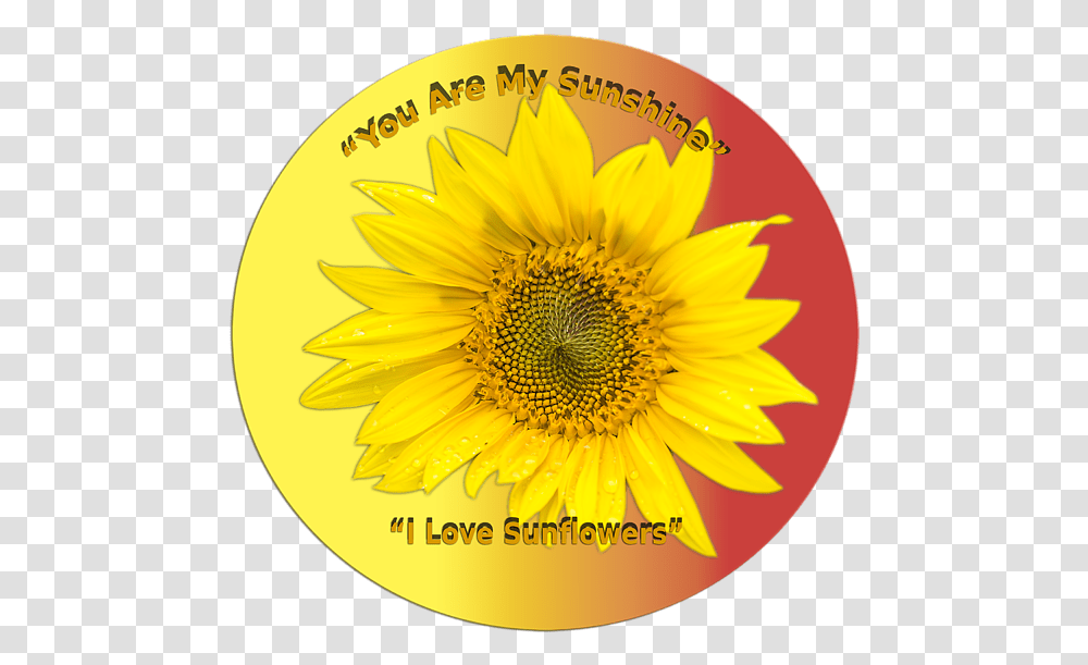 Sunflower, Plant, Blossom, Daisy Transparent Png