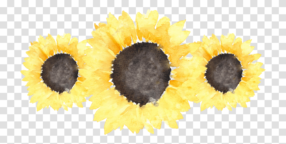 Sunflower, Plant, Blossom Transparent Png