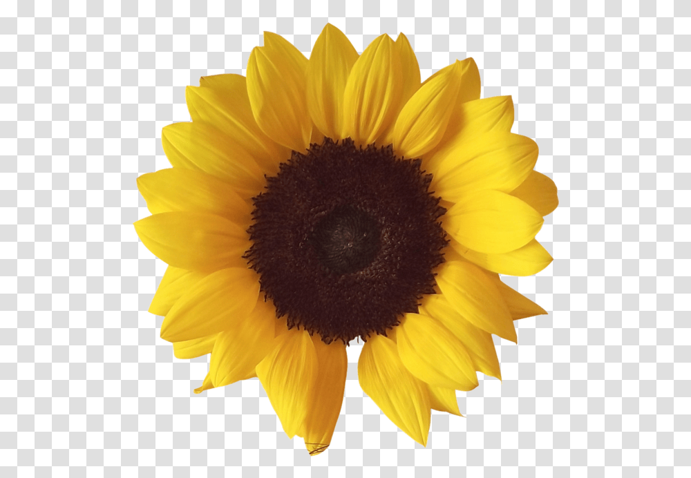 Sunflower, Plant, Blossom Transparent Png