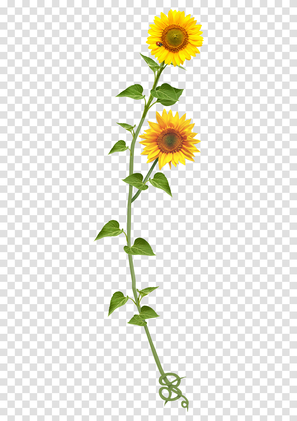 Sunflower, Plant, Blossom Transparent Png