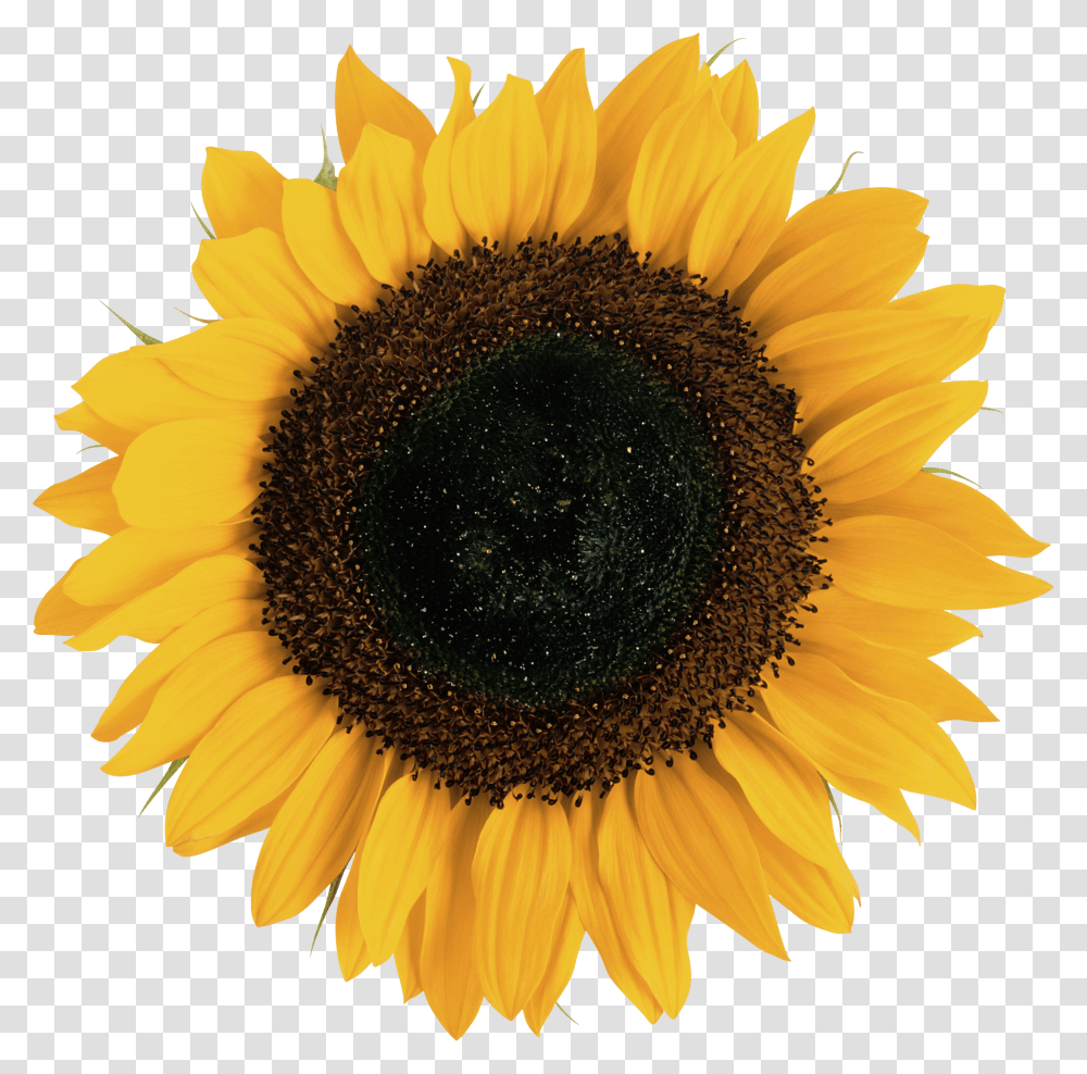 Sunflower, Plant, Blossom Transparent Png