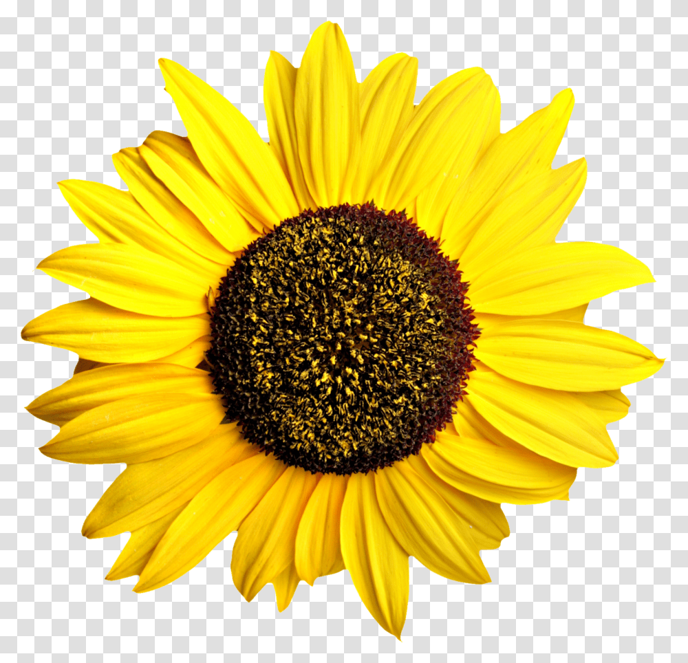 Sunflower, Plant, Blossom Transparent Png