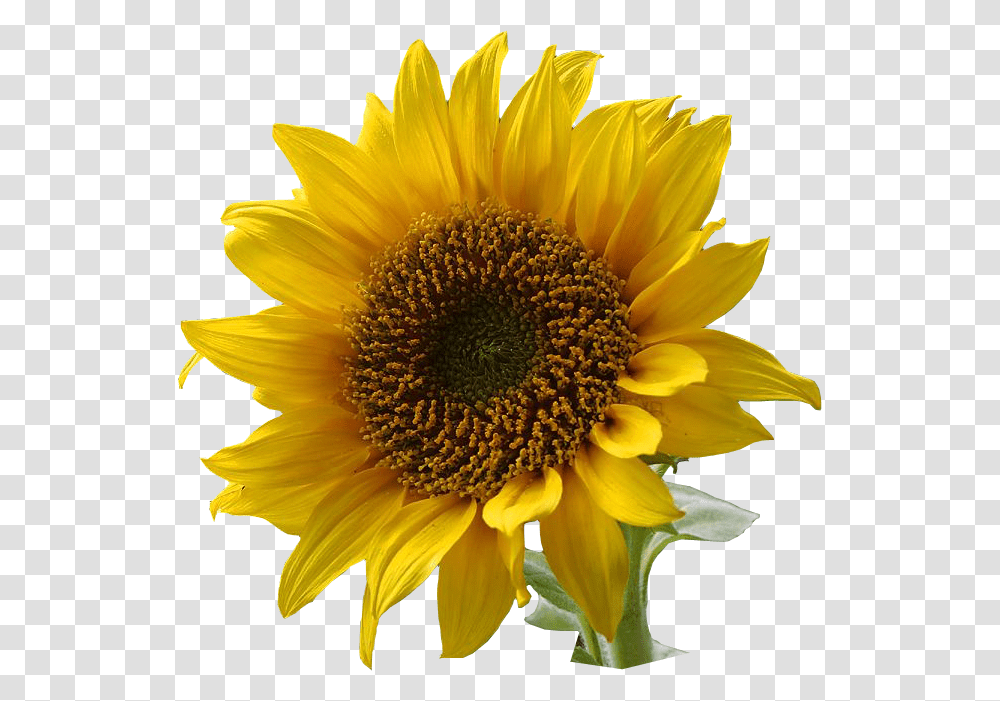 Sunflower, Plant, Blossom Transparent Png