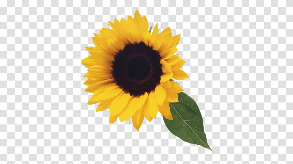 Sunflower, Plant, Blossom Transparent Png