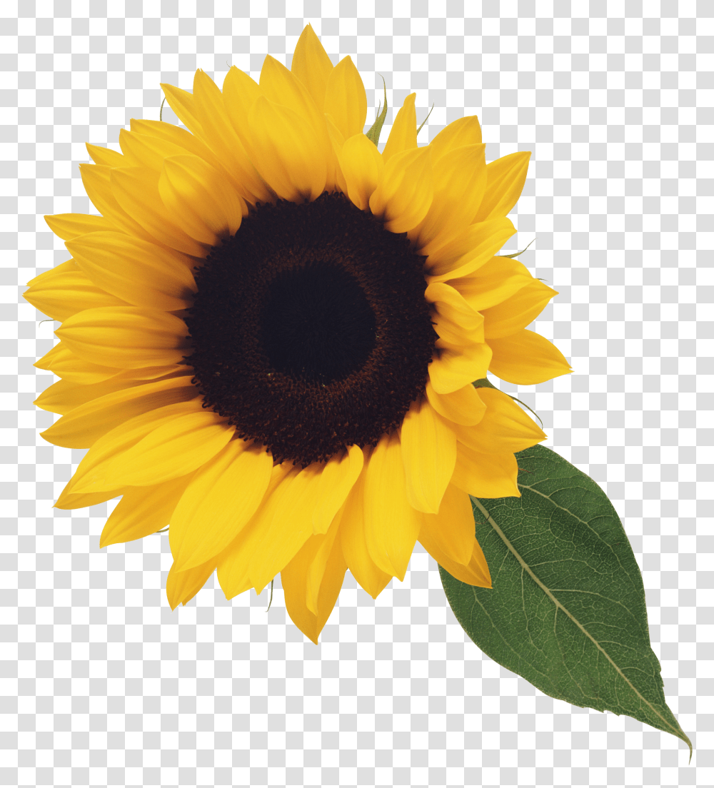 Sunflower, Plant, Blossom Transparent Png