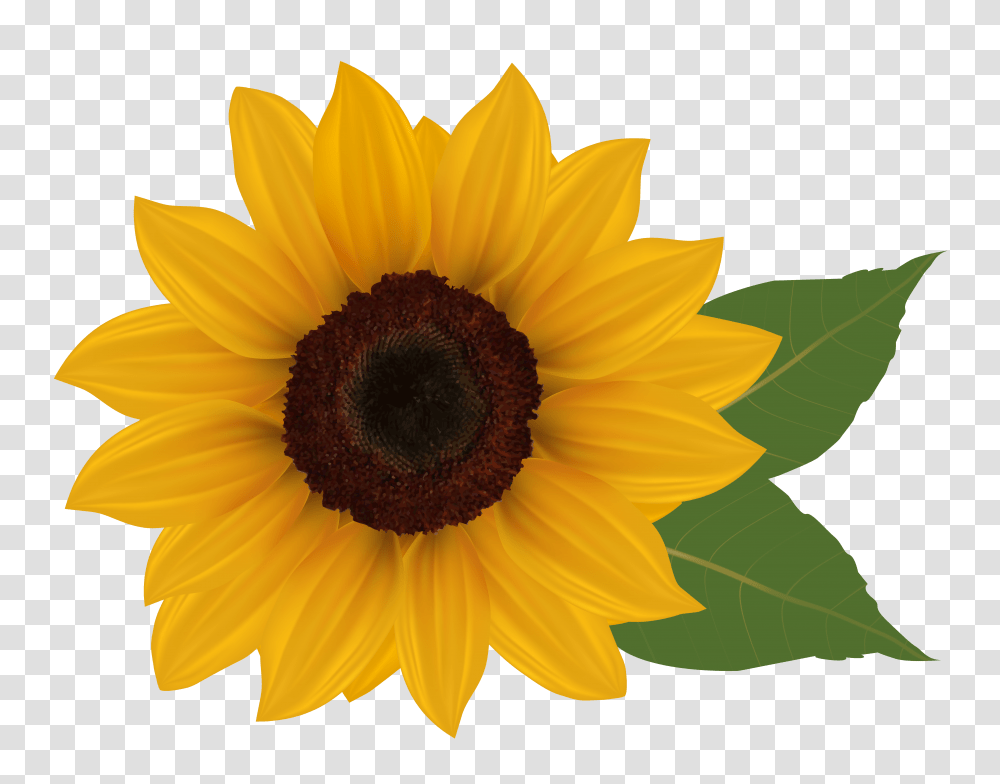 Sunflower, Plant, Blossom Transparent Png