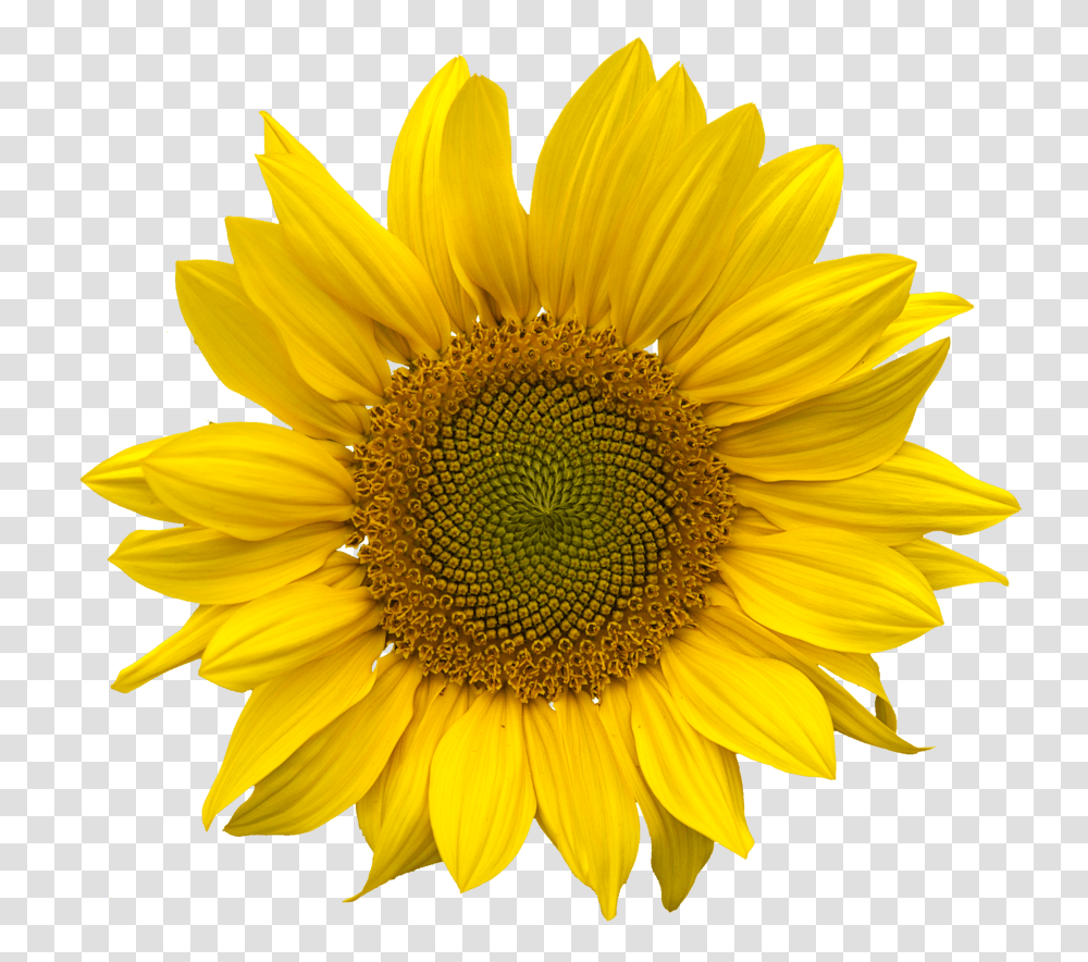 Sunflower, Plant, Blossom Transparent Png