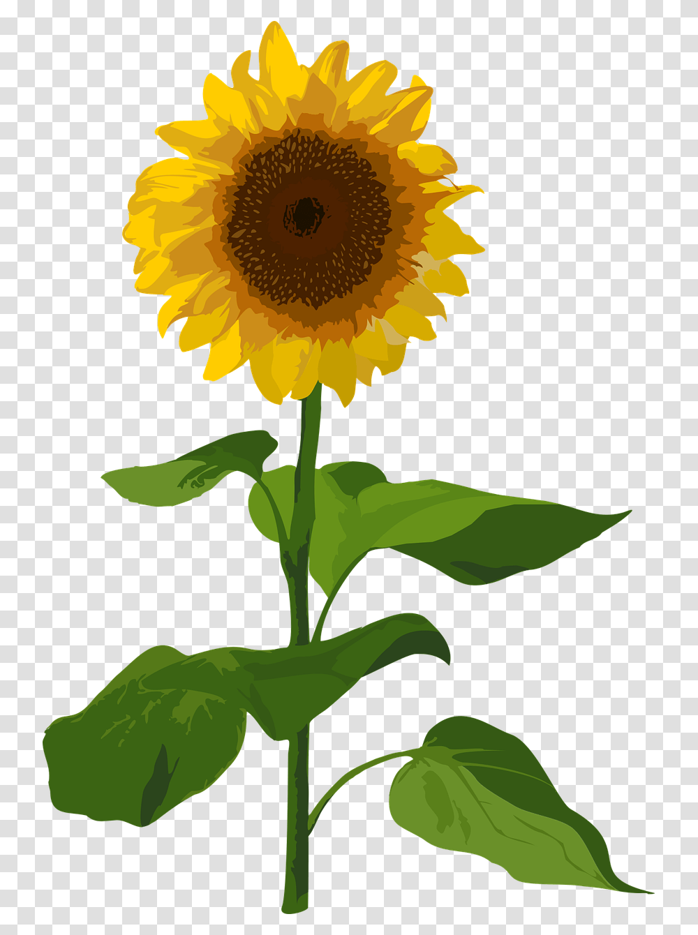 Sunflower, Plant, Blossom Transparent Png