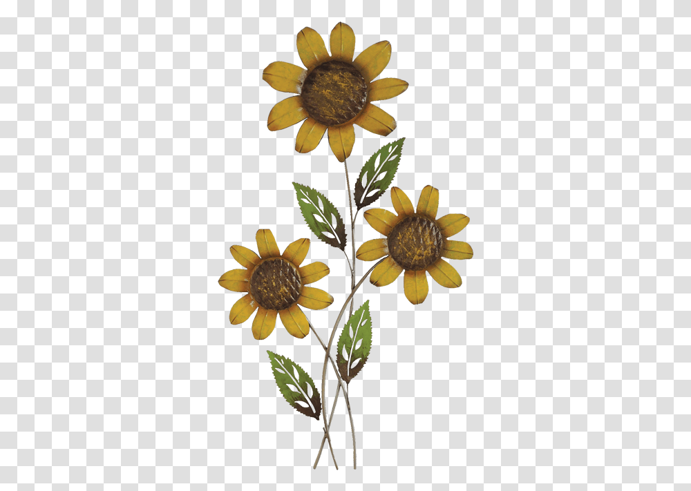 Sunflower, Plant, Blossom, Treasure Flower, Daisy Transparent Png