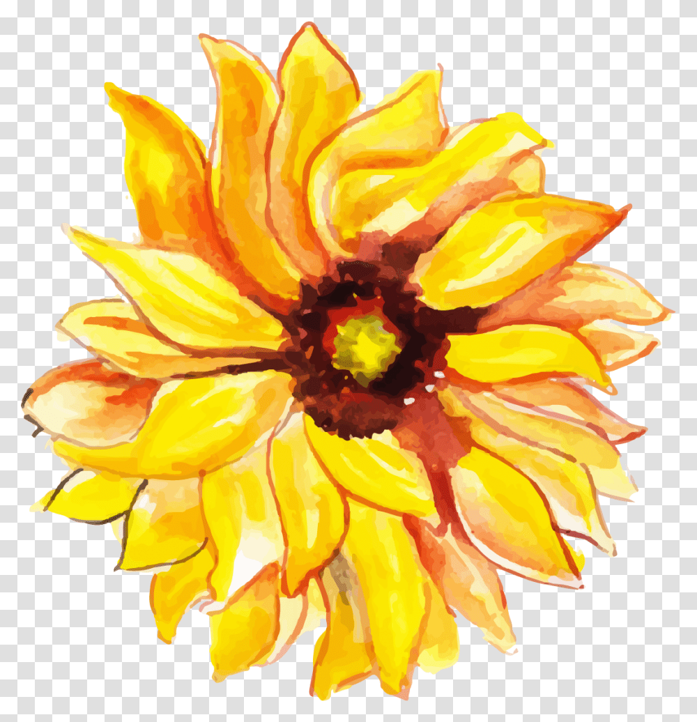 Sunflower, Plant, Dahlia, Petal, Rose Transparent Png