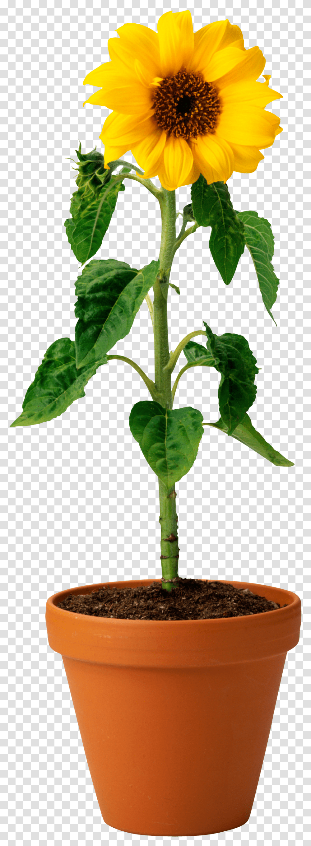 Sunflower, Plant, Leaf, Blossom, Green Transparent Png