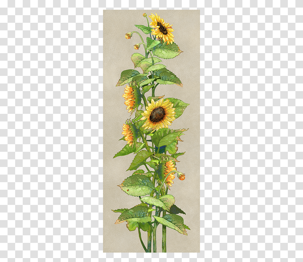 Sunflower, Plant, Pineapple, Fruit, Food Transparent Png