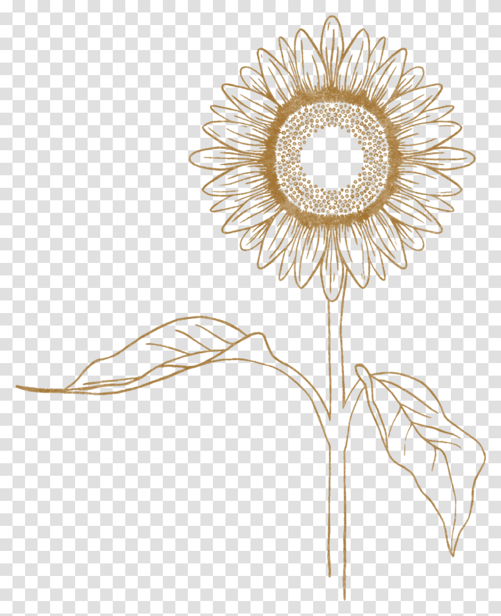 Sunflower, Plant, Pollen, Blossom Transparent Png