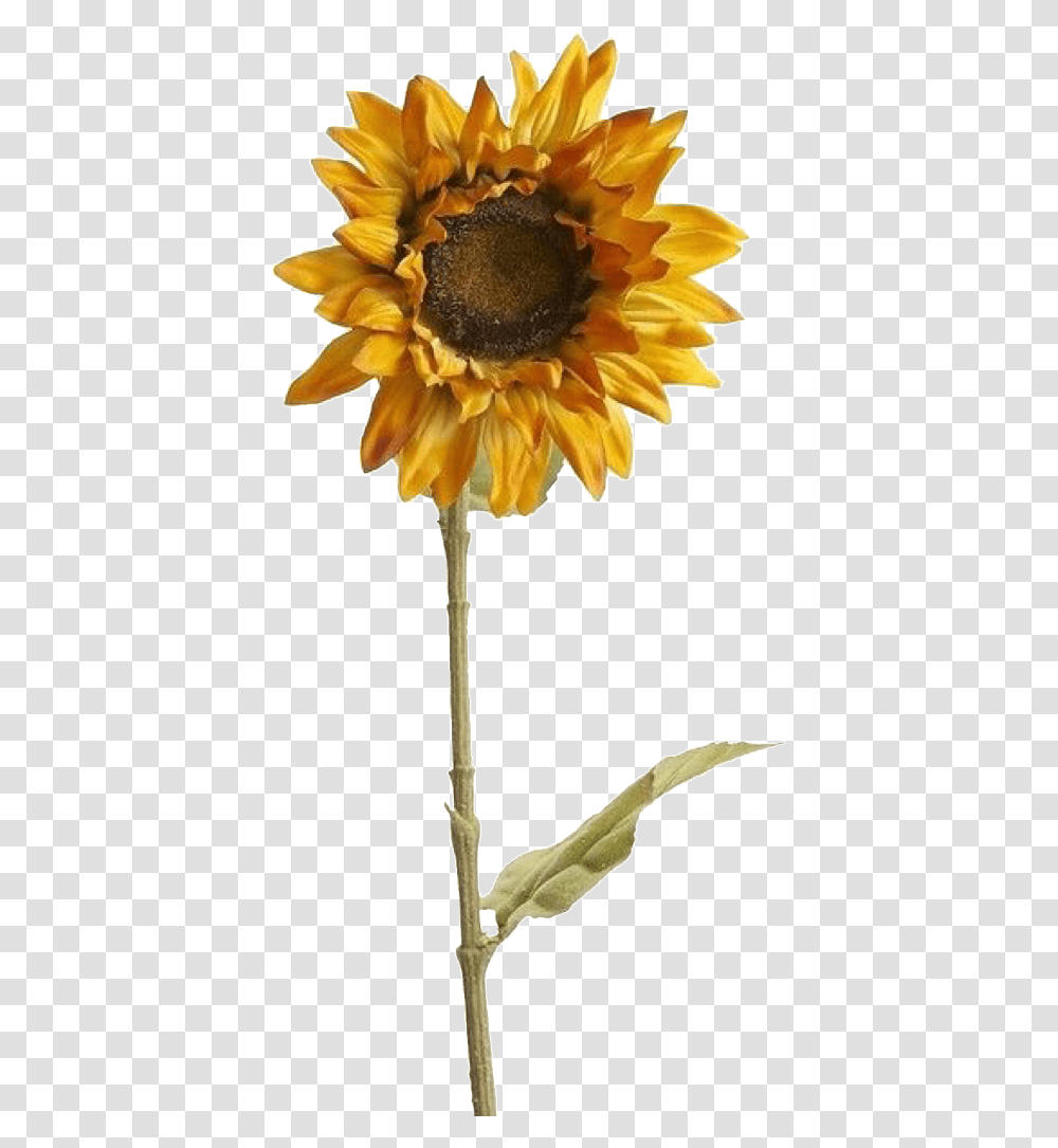 Sunflower Polyvore, Plant, Blossom, Petal Transparent Png