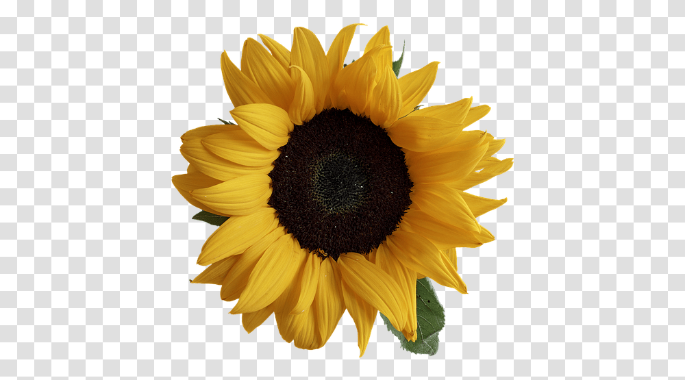 Sunflower Real, Plant, Blossom Transparent Png