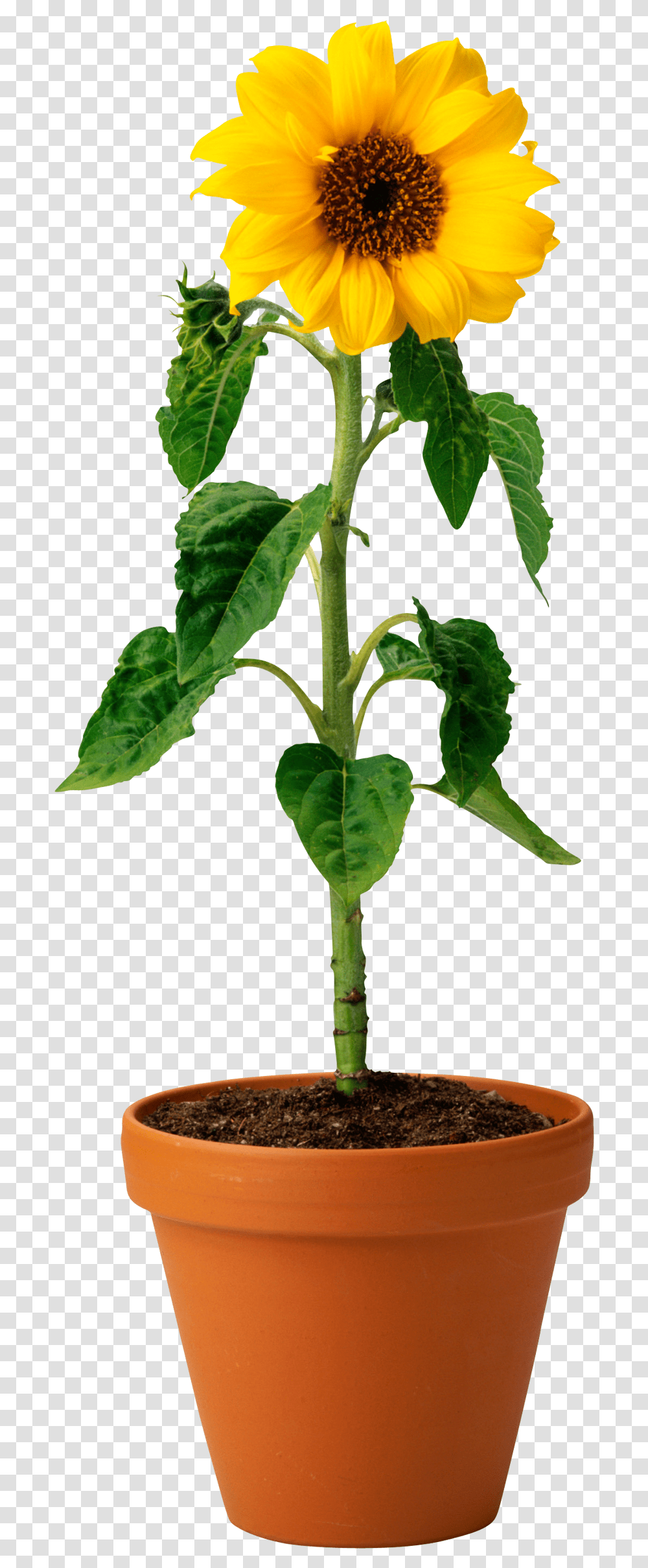 Sunflower Seed And Oil Photo Real Sunflower In Pot, Plant, Leaf, Tree, Acanthaceae Transparent Png