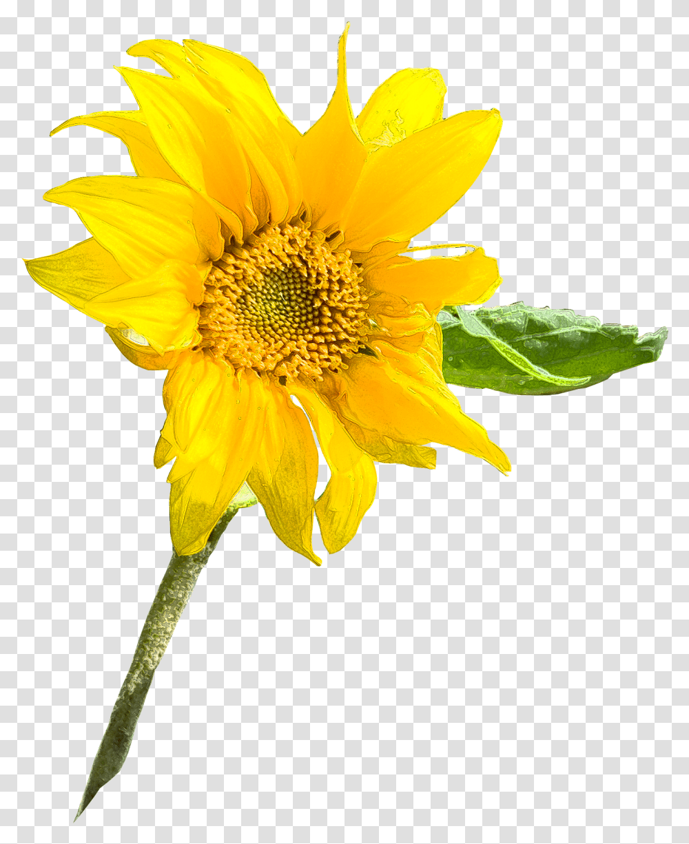 Sunflower Seed Annual Plant Sunflower M Sunflowers Common Sunflower, Blossom, Daisy, Daisies, Treasure Flower Transparent Png