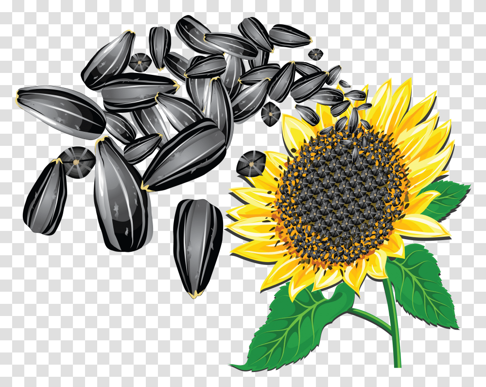 Sunflower Seed Background Sunflower Seed Clipart, Plant, Blossom, Grain, Produce Transparent Png